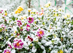 Winter's Coming: Learn How to Prepare Your Plants